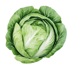 Fototapeta premium Whole cabbage head top view watercolor vegetable illustration