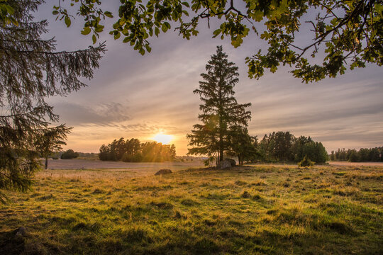 sunset in the field with a lonely tree - Powered by Adobe