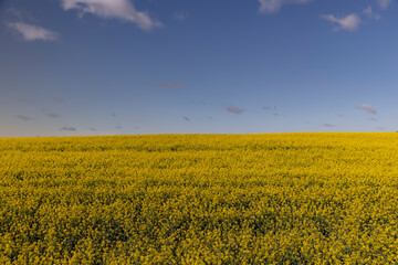 rapeseed flowers in sunny weather in summer season, yellow field with flowers and sky