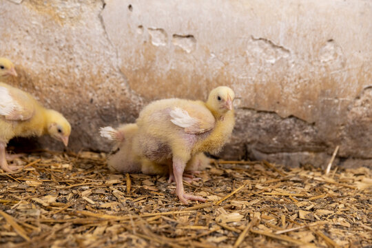 broiler chickens at a large poultry farm, young chicken chickens on sawdust flooring