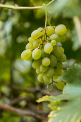 A bunch of green grapes on a vine. A rich harvest. Close-up. Fruits.