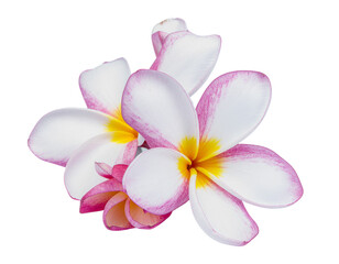  Firefly_ Tropical flowers frangipani (plumeria) isolated on transparent png