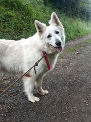 Berger blanc suisse en balade