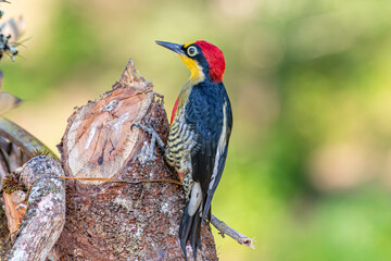 Yellow-Fronted Woodpecker or Benedito de Testa Amarela bird of the Atlantic Forest - Male - South East Brazil - South America (Melanerpes flavifrons)