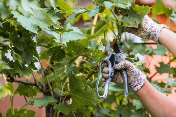 Autumn work in the garden. A gardener's hand with a pruning shears. Pruning a grapevine with a...