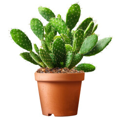Vibrant Green Cactus Plant in Terracotta Pot Displaying Unique Structure and Texture Perfect for Indoor Gardens transparent background