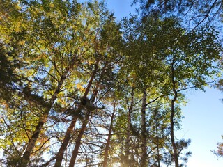 Looking Up at Tall Pine and Birch Trees in Forest
