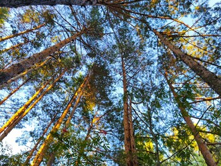 Obraz premium Looking Up at Tall Pine and Birch Trees in Forest