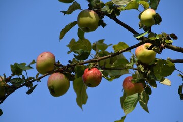 Apples are ripening on a tree outdoor in late summer.
