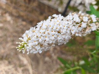 Close-up of a blooming white butterfly bush, Buddleja davidii flower cluster in summer garden, with...