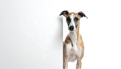 Dog peeking from behind white board