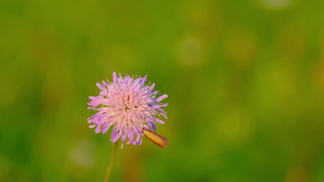 Close-up of micromoth feeding on a field scabious flower in golden evening sunlight