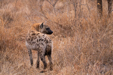 close-up of a spotted hyena