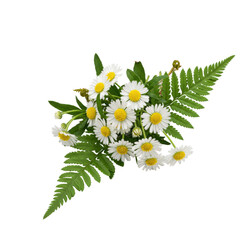 White daisies, fern fronds, compact cluster on transparent background, studio lit, sharp focus, close-up, botanical display concept