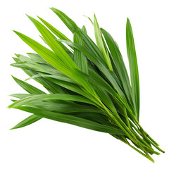 Obraz premium pandan leaves on transparent png background