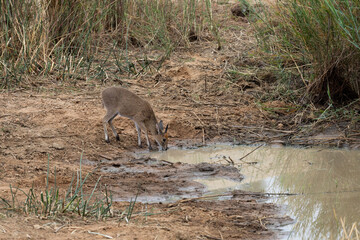 Fototapeta premium a duiker antelope drinking water