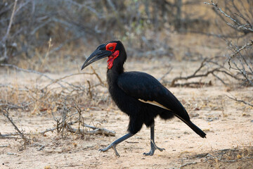 a Southern ground hornbill on the move