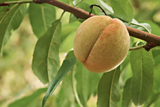 Close up of green peach on a branch, unripe fruit. - Powered by Adobe