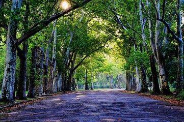 lush green sycamore trees in early summer. park alley with old asphalt road. diminishing perspective. metal lampposts on the road side. urban green area. parks and outdoors concept