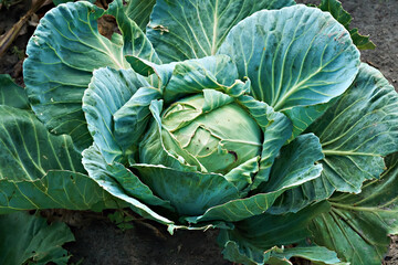 Fototapeta premium Cabbage head in a vegetable garden in the village. Close-up