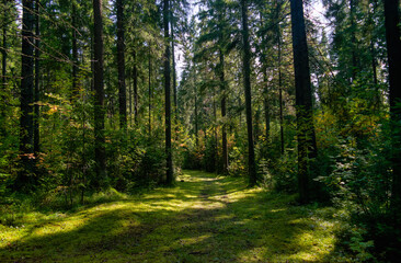 Forest closeup, beautiful summer landscape, sunlight shines through branches, trees with shadows travel destination scenic.