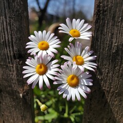 Obraz premium daisies on a wooden background