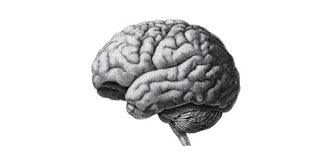 Detailed Vintage Brain Illustration. Symbol Of Intelligence And Neuroscience Isolated On Transparent Background