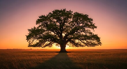 Sunset Oak Tree Prairie Landscape.