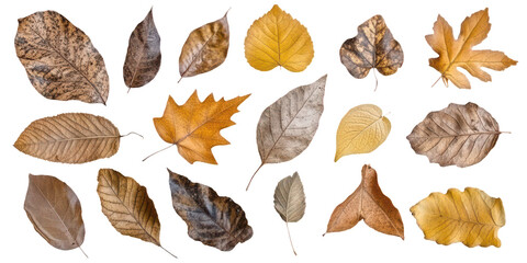 Assortment of Dried Autumn Leaves in Various Earthy Tones fall isolated on a transparent background