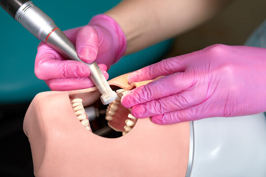 Close-up of dentist hands who is learning to treat teeth on human head mannequin. Hands of female medical student in pink sterile gloves holding a dental drill. Stomatology and orthodontics concept. - Powered by Adobe