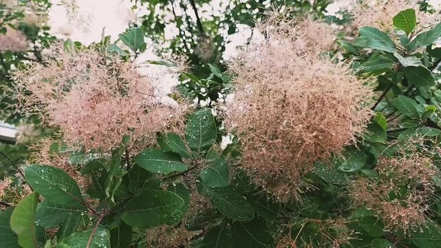 Blooming smoke tree shrub with pink fluffy flowers, Cotinus coggygria in summer garden