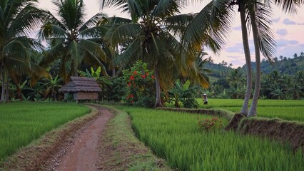 Obraz premium Dirt road in rice field. Male farmer in field with a field of rice. A tranquil tropical farm at sunset. A gravel path through a rice paddock lifestyle.