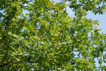 Teilaufnahme Quercus pedunculiflora im Frühherbst