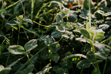 Wiese mit Klee im Sonnenschein und Tau