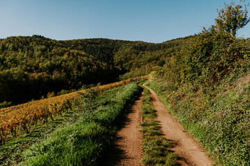 Herbst in den Weinbergen in Orbey in den Vogesen