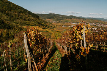 Herbst in den Weinbergen in Orbey in den Vogesen