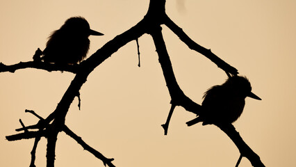 a silhouette of a pair of kingfishers