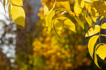Vibrant yellow leaves illuminated by autumn sunlight, highlighting their intricate textures and natural beauty, with a blurred background of golden foliage that enhances the warm seasonal atmosphere