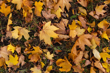 Colorful autumn leaves in shades of yellow and brown are scattered across the ground, forming a vibrant natural carpet that highlights the beauty of seasonal change and the artistry of nature