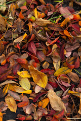 Colorful autumn leaves in shades of red, orange, yellow, and brown are scattered on the ground, creating a vibrant natural carpet that shows the beauty of fall foliage and seasonal change, vertical