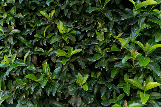 Dense shrubbery features lush green foliage with vibrant leaves in various shades, creating a natural backdrop that embodies tranquility and the beauty of nature in a serene outdoor setting