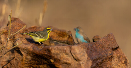 a canary and waxbill drinking water
