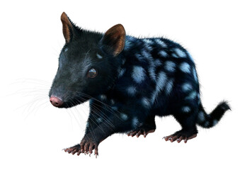 3D Rendering Quoll Animal on White
