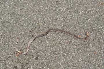 Dead snake lying on asphalt road, detail of wildlife and urban environment