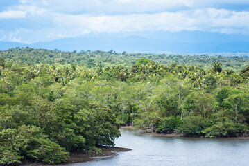 Lush green riverbanks near Buenaventura, Colombia, with dense tropical vegetation. 