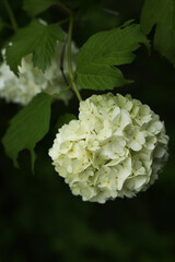 Branch of white hydrangea on a bush close-up