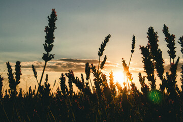 Lavender field at sunset. Silhouette of a lavender field with the setting sun glowing, creating a warm, peaceful ambiance A serene view captures plants silhouetted against a vibrant sunset in Provence