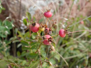 Close-up of Wild Rose Hips, Rosa woodsii,  on South Mesa Trail in Early Autumn, Boulder, Colorado