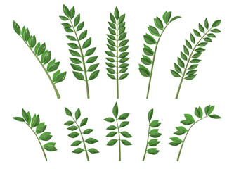 Green tropical branches with small leaves