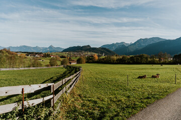Fototapeta premium Schattwald im Allgäu im Sonnenuntergang im Herbst